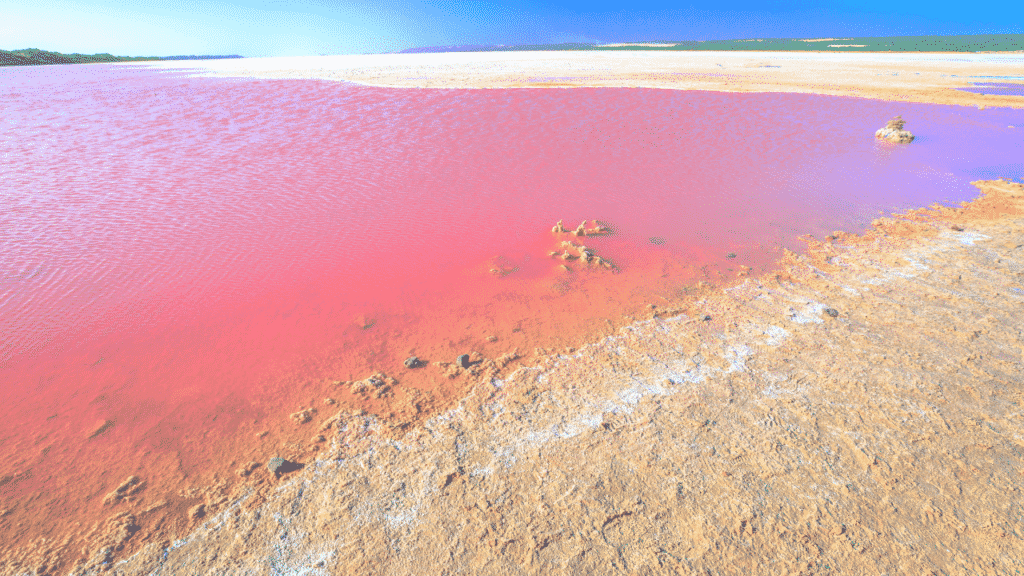 A picture of Hutt lagoon, a pink lake in Australia