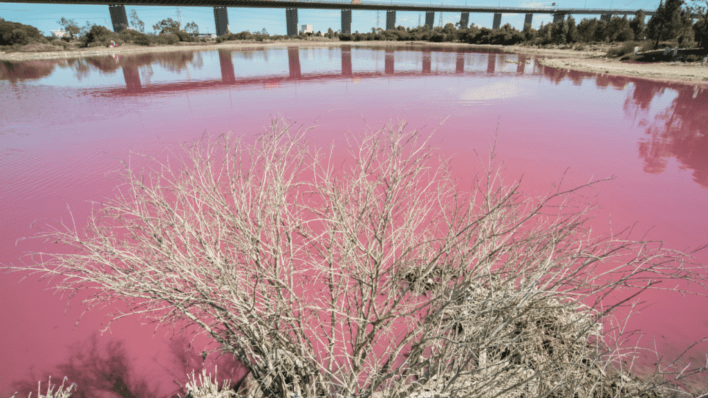 A picture of the pink lake in Melbourne